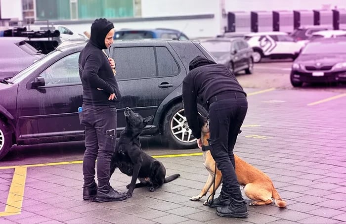 Hundetraining General Security International Zöks GmbH Basel