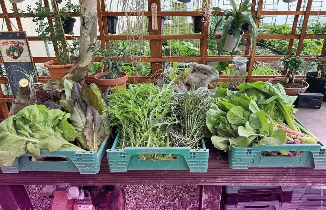 Crimsham Farm Activity Vegetables