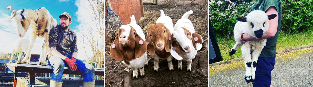 Crimsham Farm Animals Collage