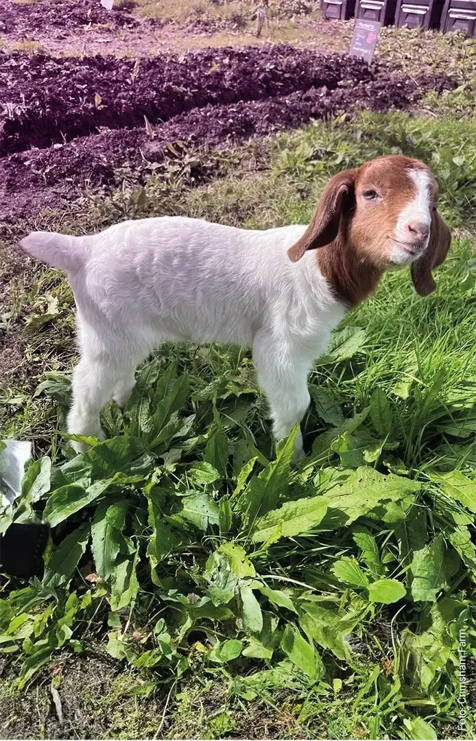 Crimsham Farm Animal Goat Baby